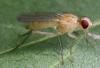 Cordilura albipes